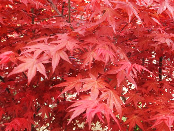  p>日本红枫(学名: i> i> i>acer /i>  i>palma /i> i>tum /i>  /i> 