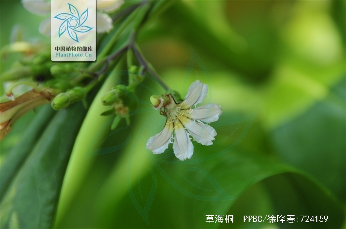 属直立或铺散灌木,有时枝上生根,或为小乔木,高可达7米,叶螺旋状排列