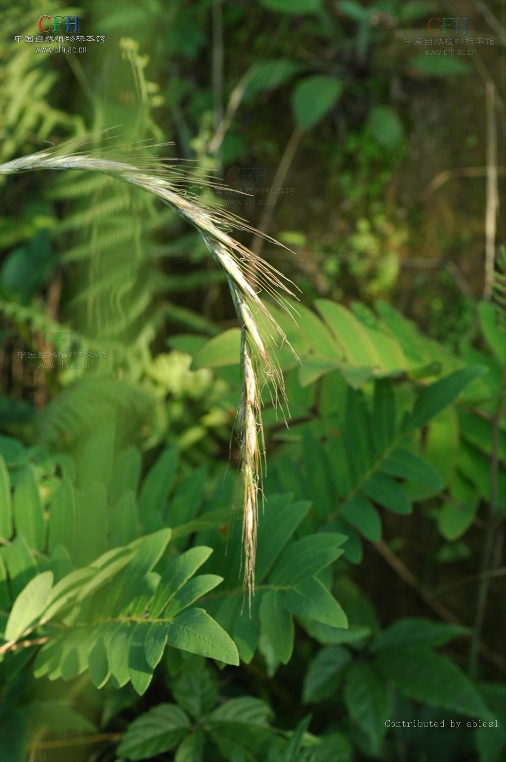  p>披碱草属 (elymus spp.