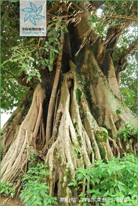  p>高山榕(学名: i>ficus altissima /i>)属 a href="#" data-lemmaid