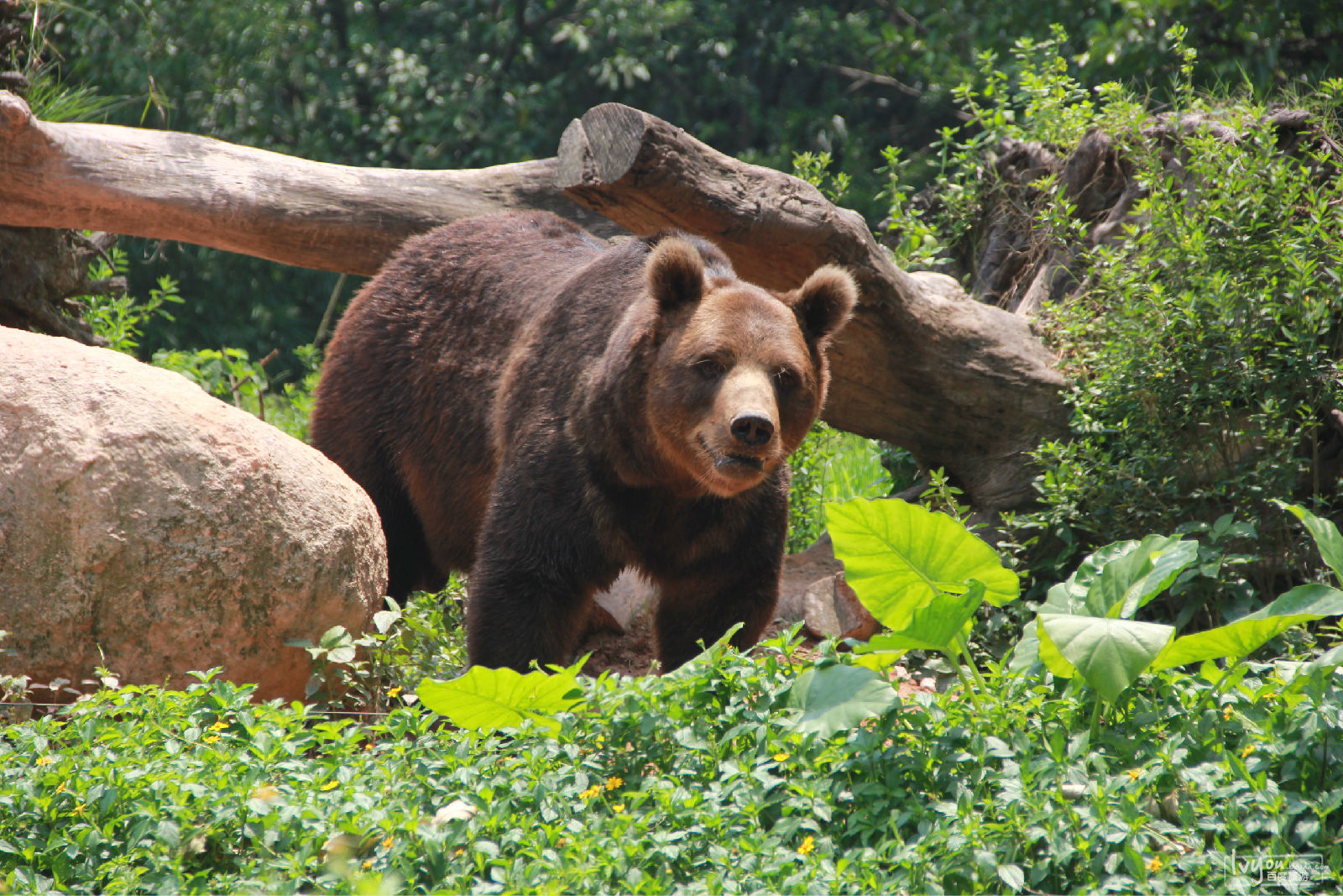 长隆野生动物世界
