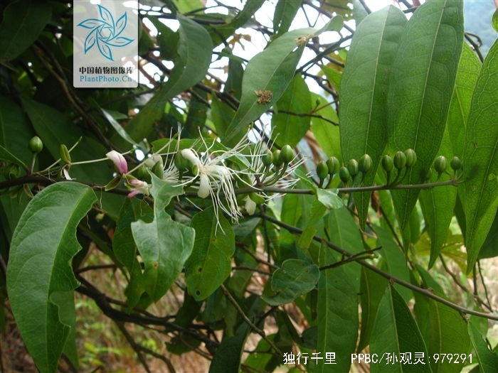  p>独行千里,中药名.