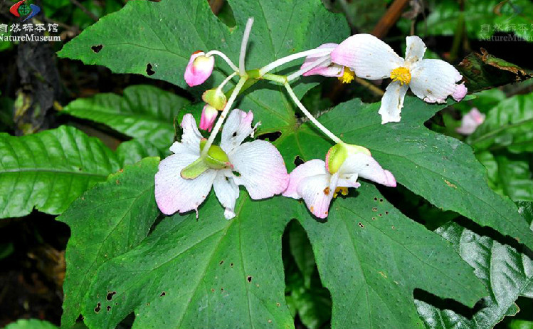 秋海棠科,秋海棠属的 a target="_blank" href="/item/多年生">