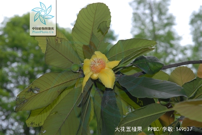 是五桠果科五桠果属植物,常绿乔木,嫩枝粗壮,有褐色绒毛;老枝秃净干 