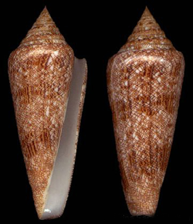  p>海之荣光芋螺(conus gloriamaris )是一种芋螺科cylinder属类生物