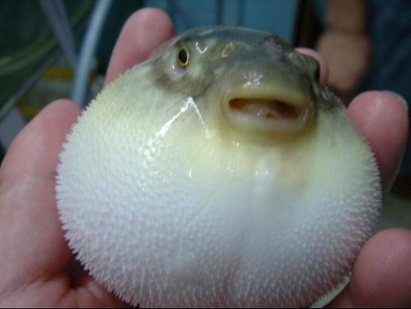 河豚
