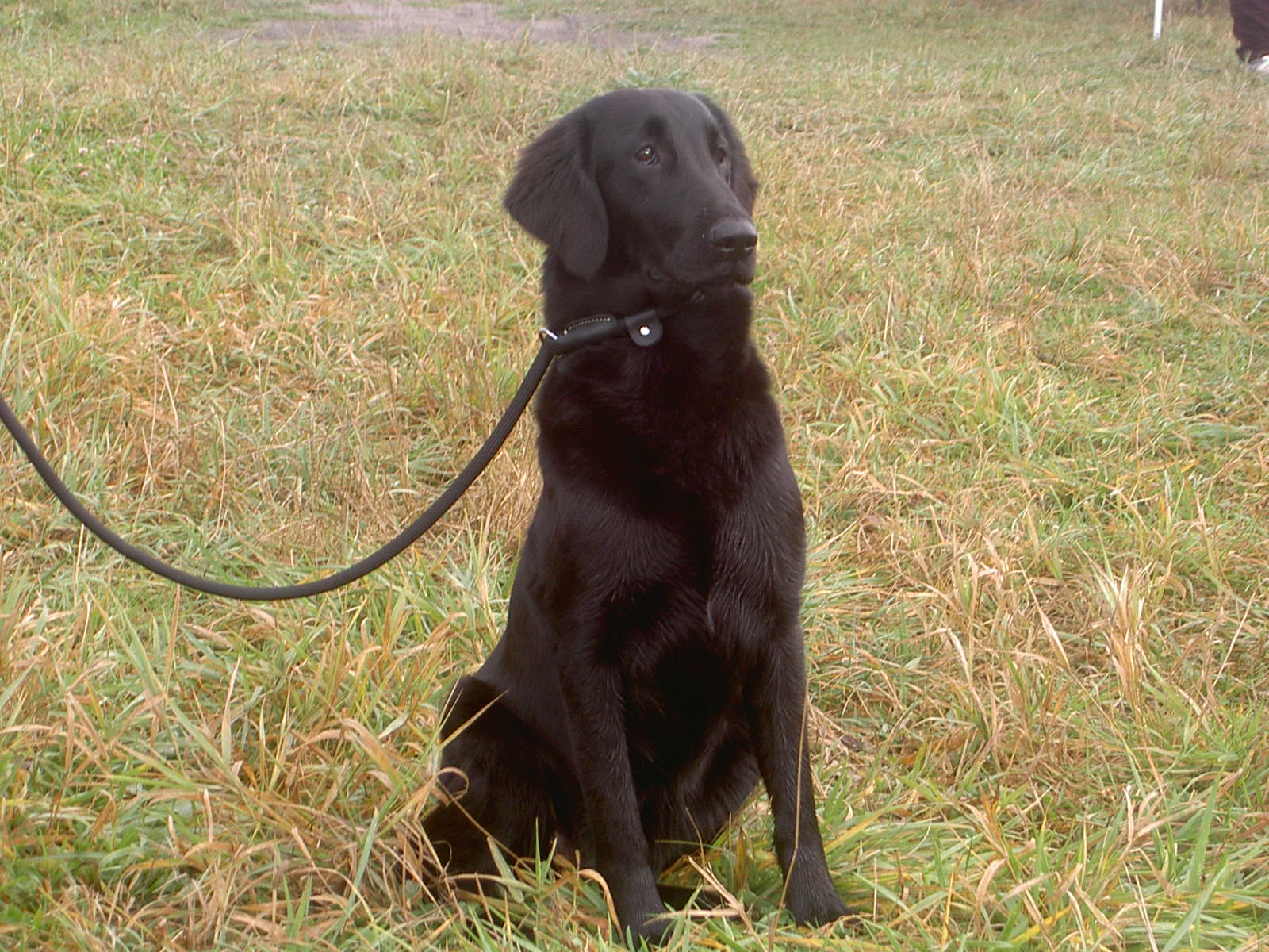 通常枪猎犬分为三大类:寻回犬,激飞猎犬,和指向犬