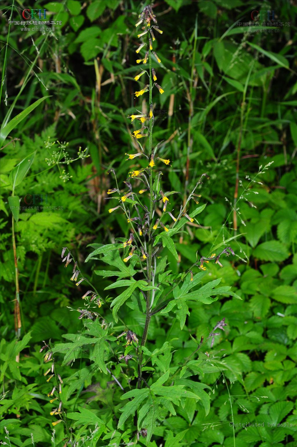  p>川鄂蟹甲草为 a target="_blank" href="/item/蟹甲草属/3021988"