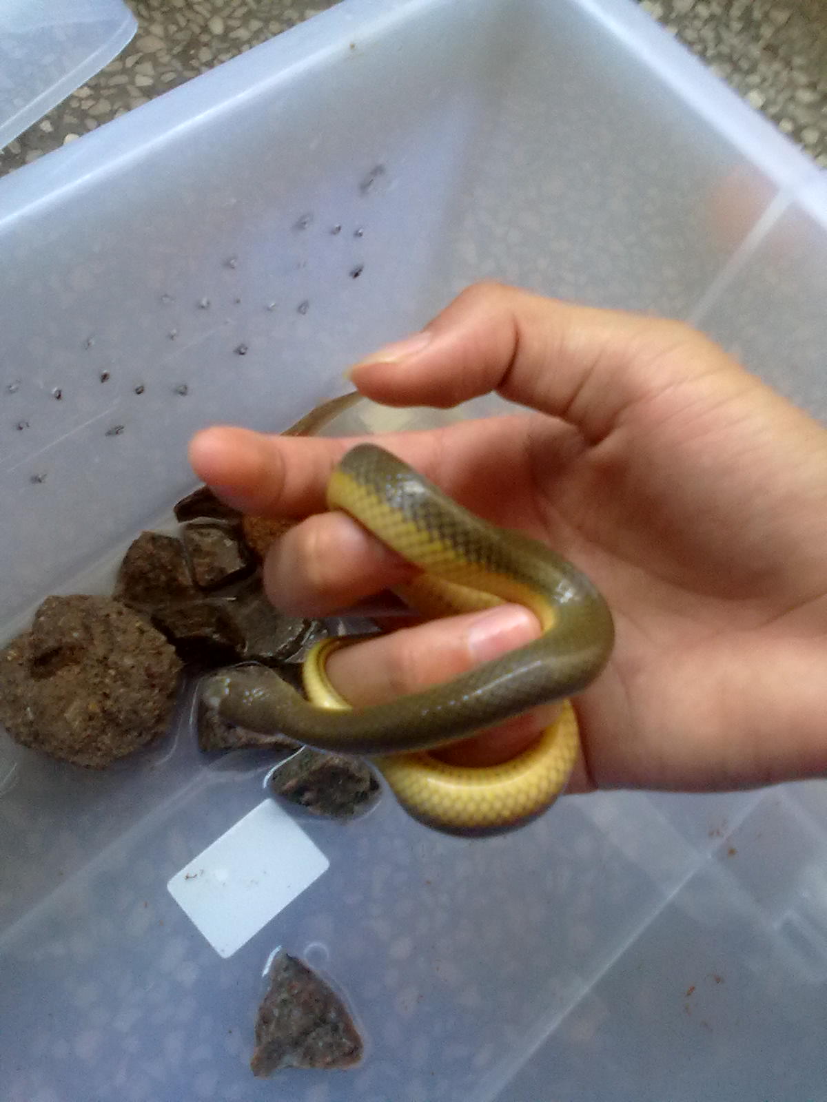  p>中国水蛇(学名: i>enhydris chinensis /i>)是 a href="#" data