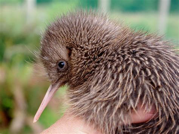 okarito brown kiwi