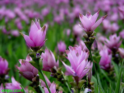  p>姜荷花(学名: i>curcuma alismatifolia /i> gagnep.