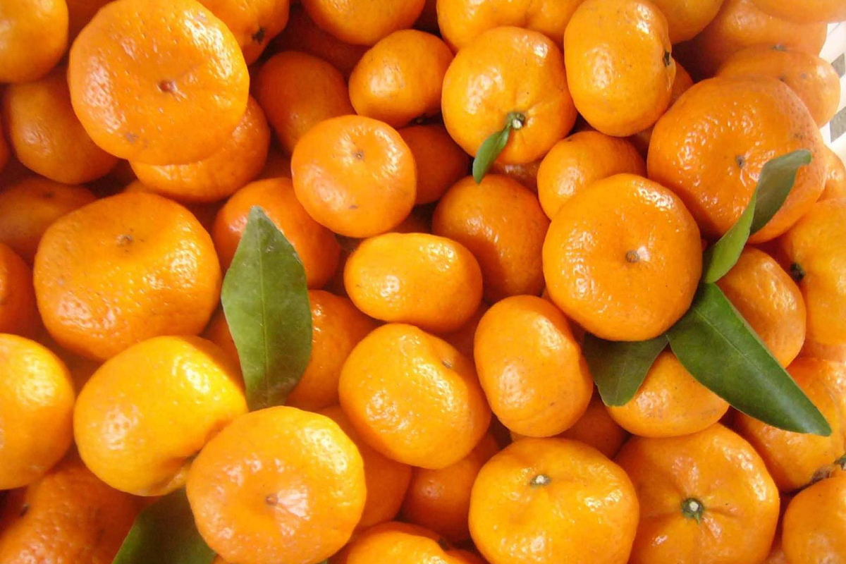  p>蜜桔果实内含有多种营养成分,如糖, a target="_blank" href="