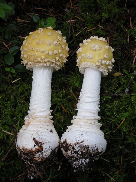  p>毒蝇伞(学名:amanita muscaria),又称毒蝇鹅膏菌,蛤蟆菌·毒蝇蕈