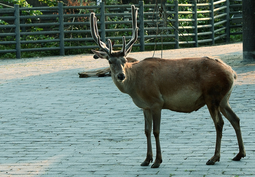  p>东北马鹿(学名:cervus elaphus xanthopygus)是马鹿的亚种之一