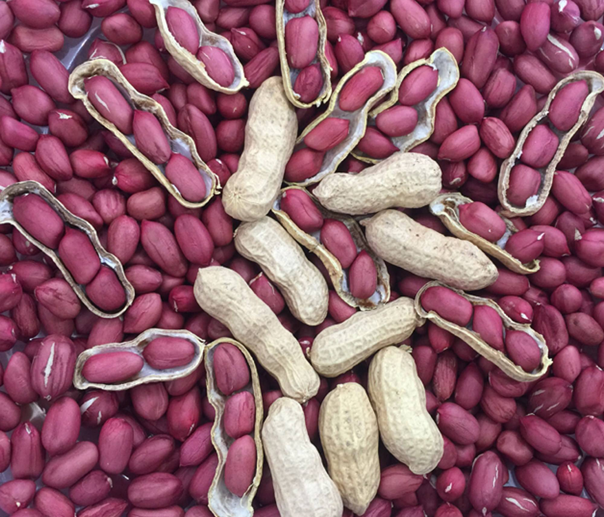 小村红衣米花生