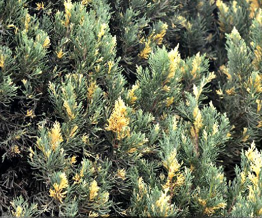  p>金叶桧(学名: i>sabina chinensis /i> (l.) ant. var.