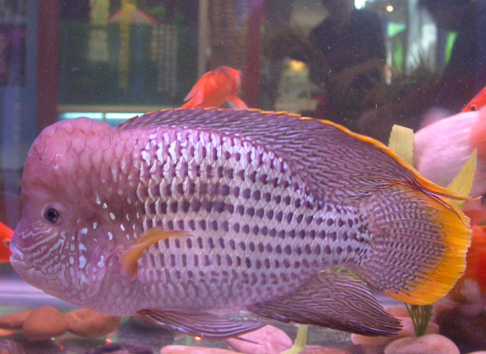  p> a href="#" data-lemmaid="7024132">红尾皇冠鱼 /a>,学名