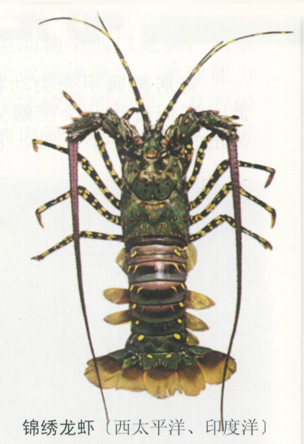  p>锦绣龙虾( i>panulirus ornatus /i>)为 a target="_blank" href="