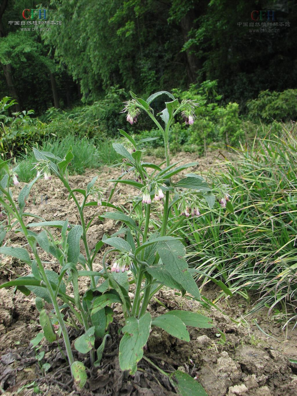 p>聚合草( i>symphytum officinale /i> l),别名爱国草,肥羊草,友益