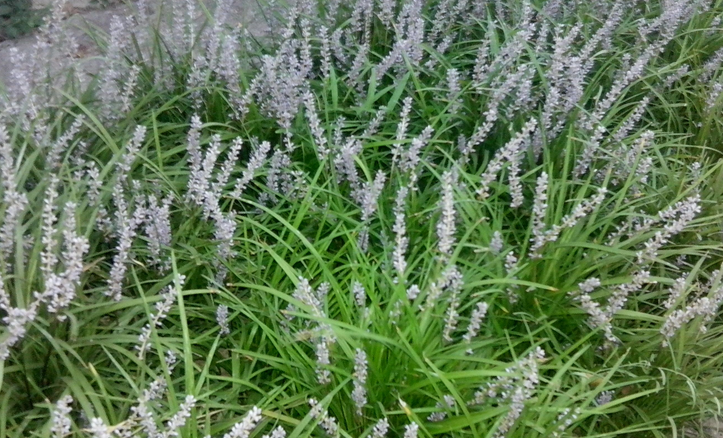  p>石生韭 i>(allium caricoides) /i>,百合科,葱属的一种植物.