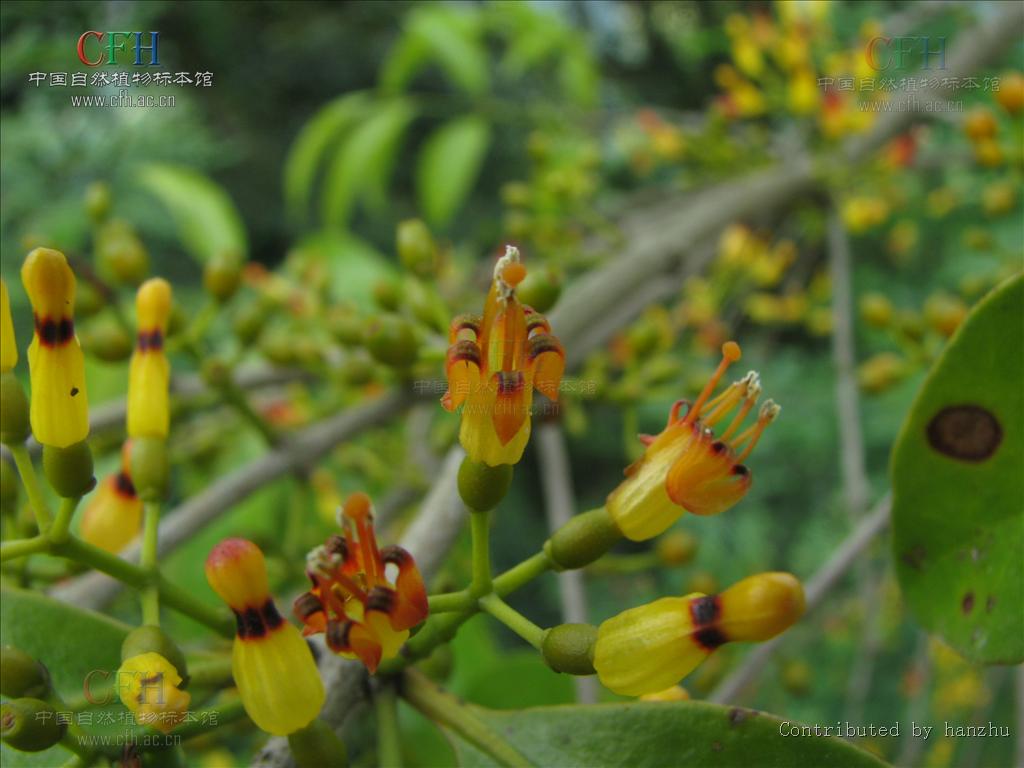  p>鞘花(学名:macrosolen cochinchinensis (lour.) van tiegh.