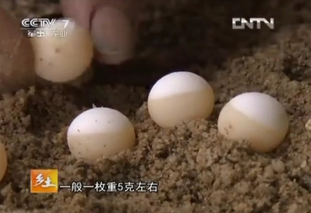 ="168931">王八 /a>是指 a target="_blank" href="/item/鳖/612293"