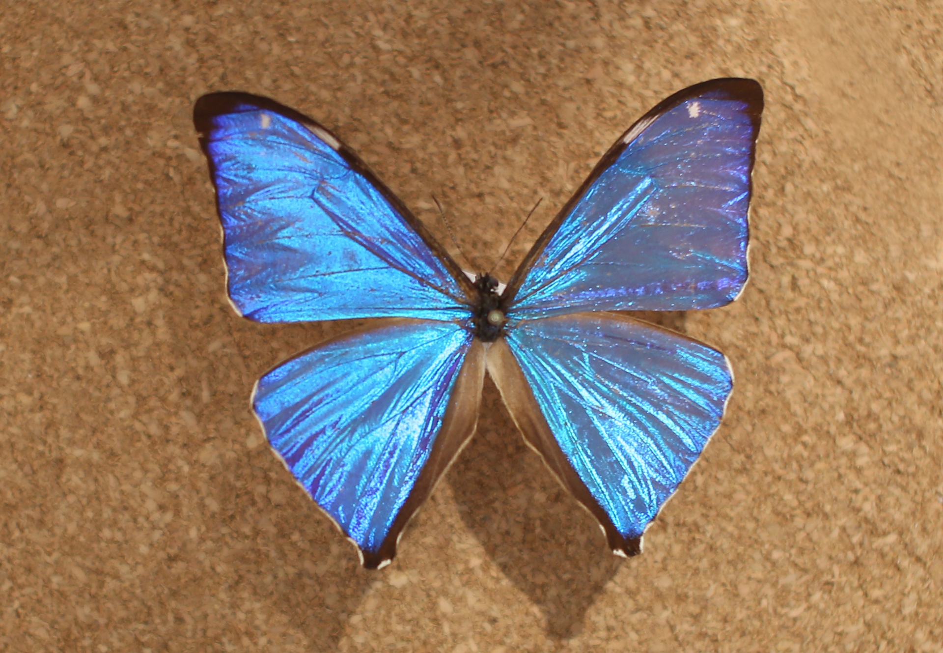 morpho aega