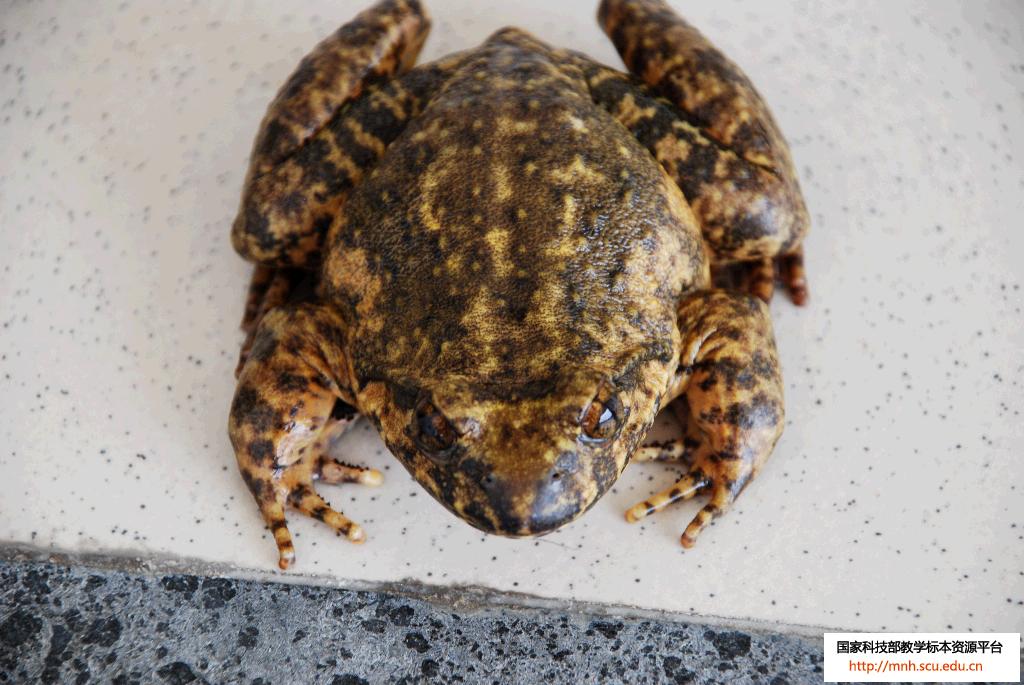  p>石蚌为蛙类之一种,生长在深山等沟的溪流石缝之中,体大如 a href="