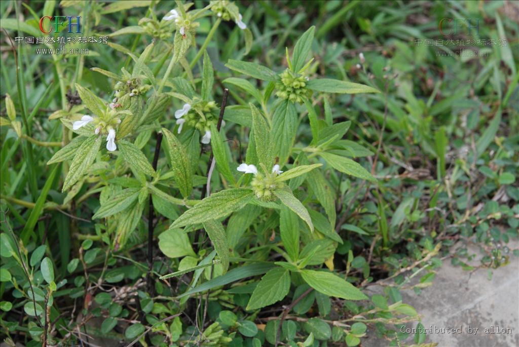 产广东及广西;为一杂草,生于田地,空旷潮湿地或沙质草地上,海拔约100