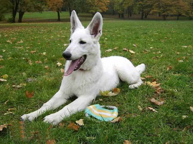 白色德国牧羊犬