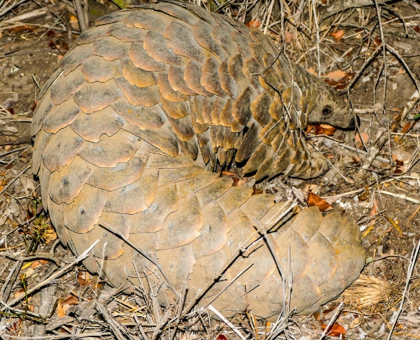 黑腹长尾穿山甲