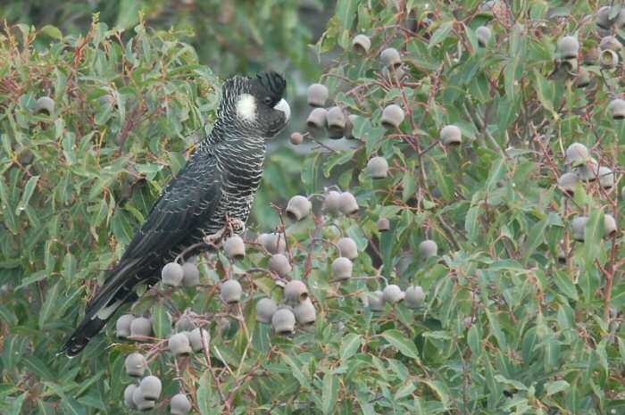 white-tailed black-cockatoo