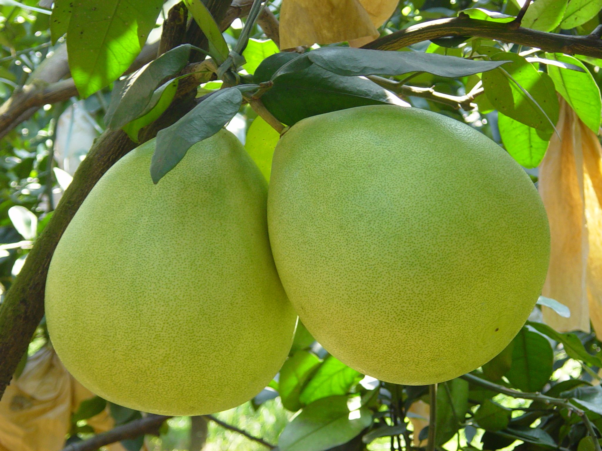 琯溪蜜柚,福建省漳州市<a target="