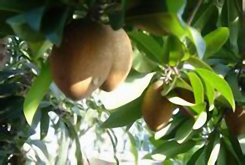  p>人心果树乳液凝聚成的粉红至红棕色片状树胶.