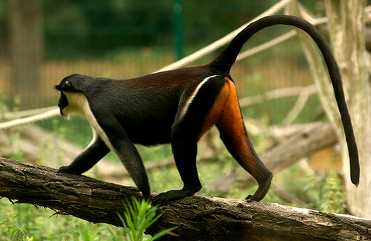 diana /i>):是一种树栖长毛猴,成年重4-7千克;高40-55厘米(不包括尾巴