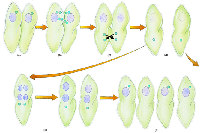  p>某些真菌,细菌, a target="_blank" href="/item/绿藻/1102369"