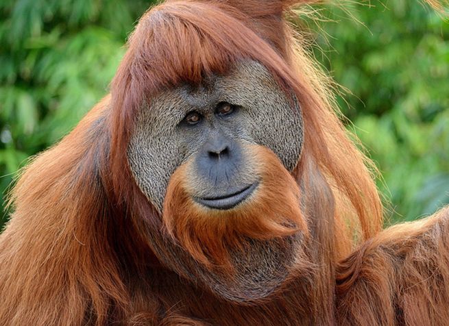 sumatran orangutan