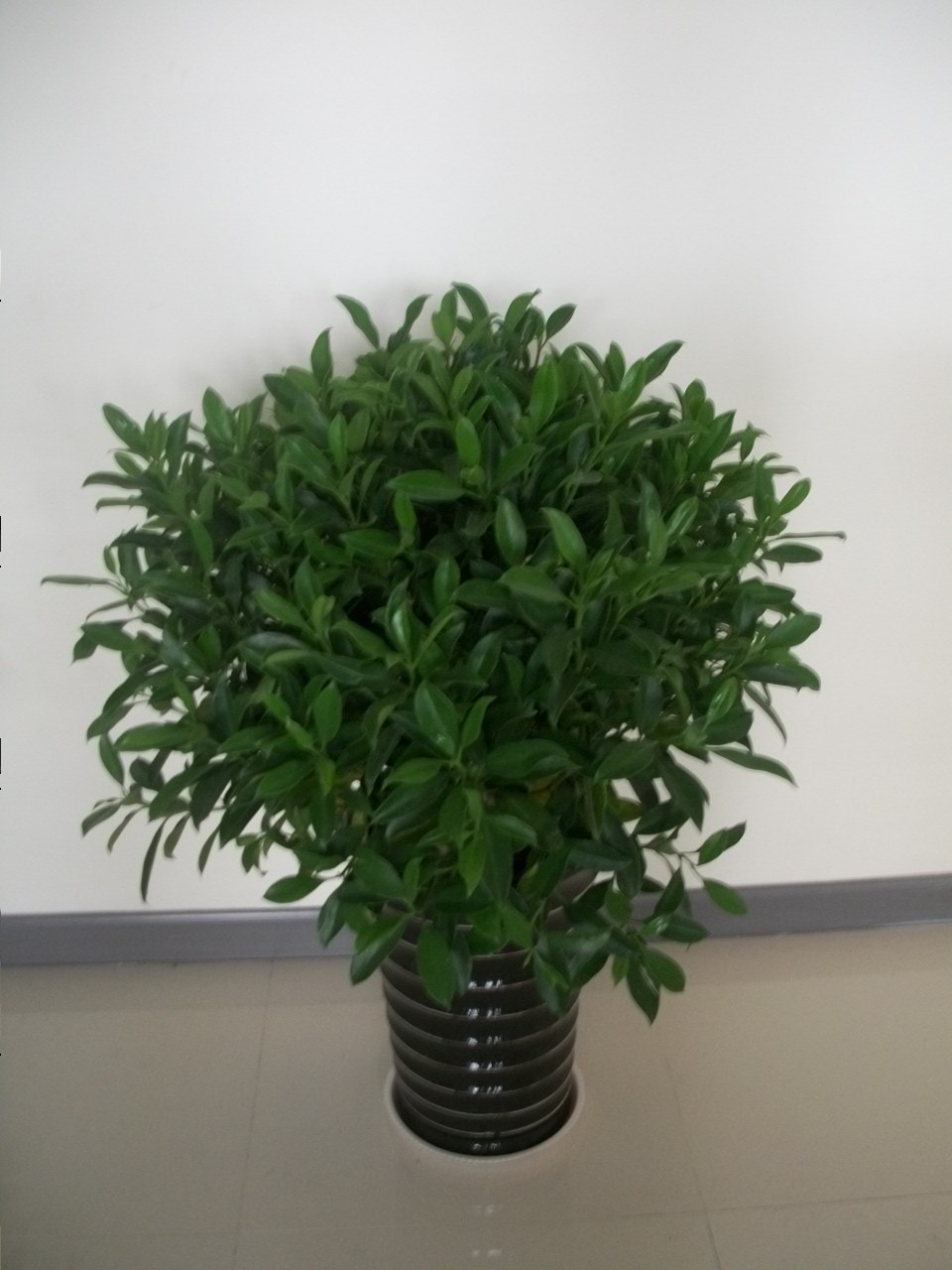  p>非洲茉莉原产于我国南部及 a href="#" data-lemmaid="390261">