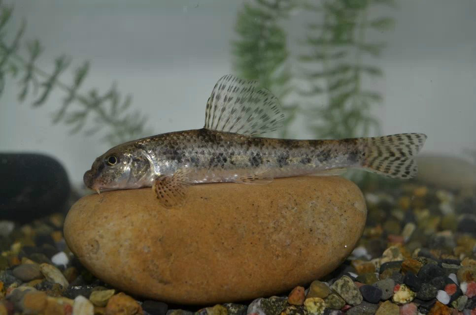 fu. wang, 1931),属鲤形目,鲤科,棒花鱼属的一种鱼类.