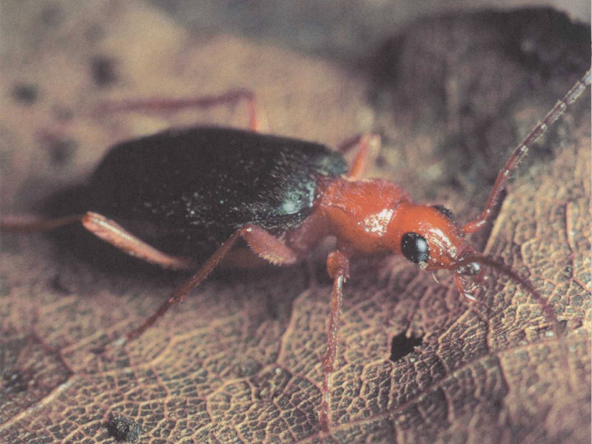 动物 /a>门 a target="_blank" href="/item/昆虫纲">昆虫纲 /a>鞘翅