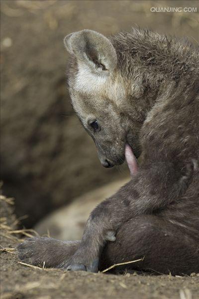 p>斑鬣狗(学名: i>crocuta crocuta /i>):又名斑点鬣狗,体长约95-160