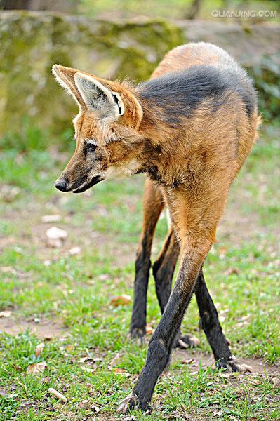  a href="#" data-lemmaid="673912">鬃狼属 /a>的一种珍稀的动物