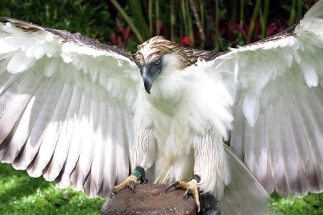  p> a href="#" data-lemmaid="10971941">食猿雕 /a>,又名菲律宾鹰