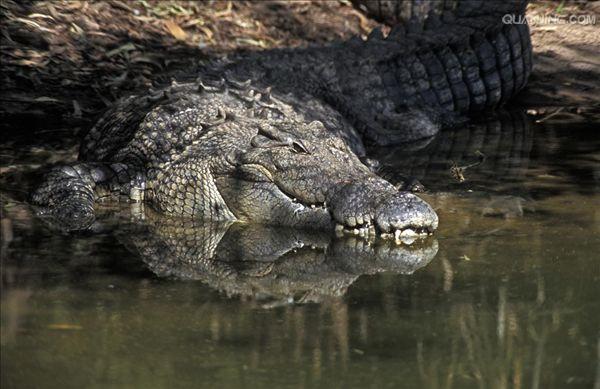  p>湾鳄(学名: i>crocodylus porosus /i>)是鳄科,鳄属的一种鳄鱼.