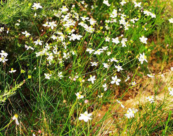 thalictrum foeniculaceum bunge