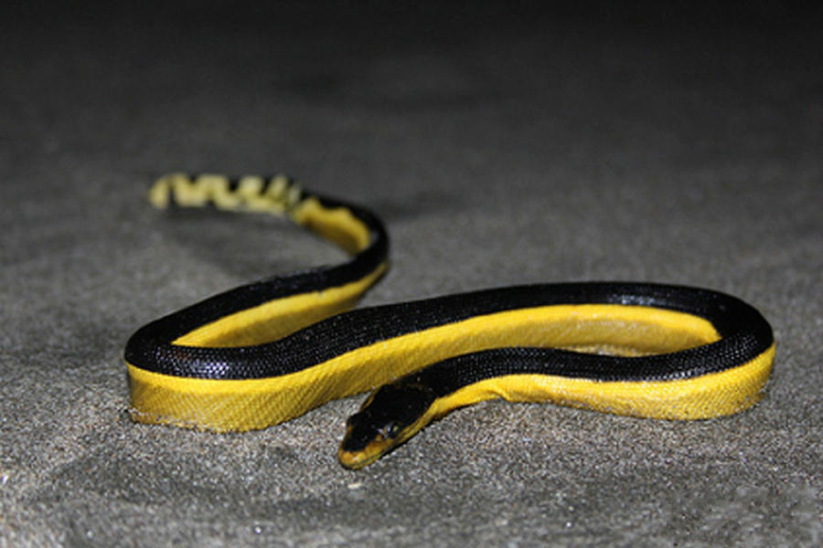  p>长吻海蛇(学名:pelamis platurus),眼镜蛇科长吻海蛇属物种,头狭长