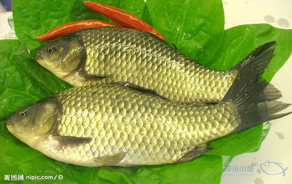  p>蛇鮈为栖息于江河,湖泊中的中下层小型鱼类,喜生活于缓水沙底处体