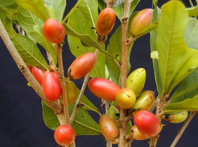  p> a target="_blank" href="/item/神秘果属/3166852" data-lemmaid