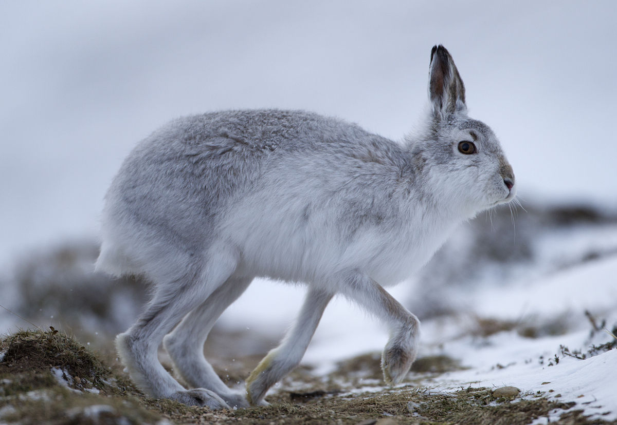  p>山兔俗称山兔子又叫糨毛兔,野兔等,为 a target="_blank" href="