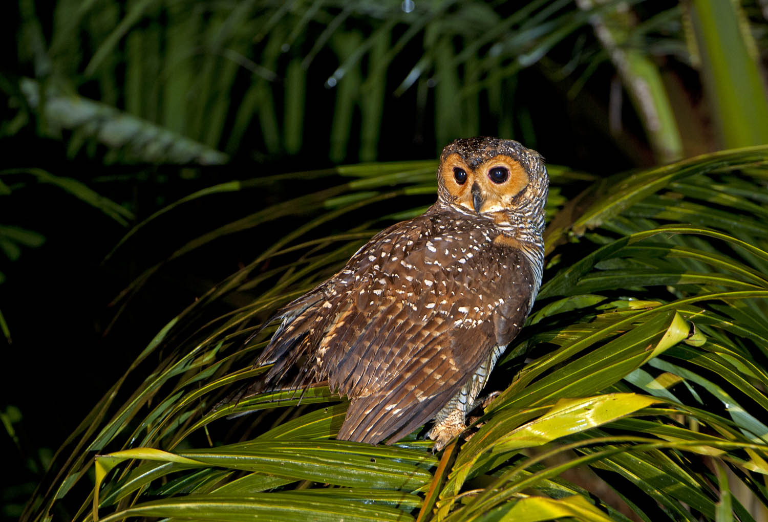  p>灰林鸮(学名: i>strix aluco /i>),是 a href="#">鸱鸮科 /a>, a